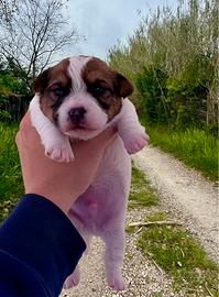 Jack Russell alta genealogia