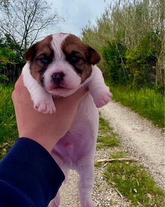 Jack Russell alta genealogia