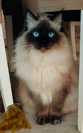 Ragdoll Mitted maschio pedigree