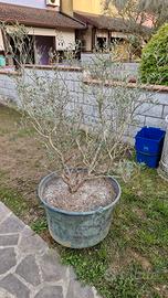 Pianta d'ulivo con vaso in ceramica fatto a mano