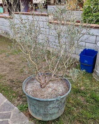 Pianta d'ulivo con vaso in ceramica fatto a mano