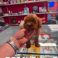 Cuccioli di barboncino e maltipoo