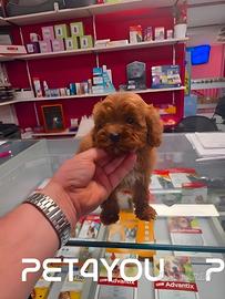 Cuccioli di barboncino e maltipoo