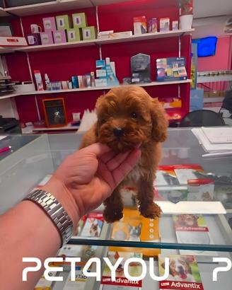 Cuccioli di barboncino e maltipoo