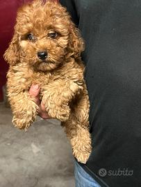 Bella Barbona (Barboncino Nano)