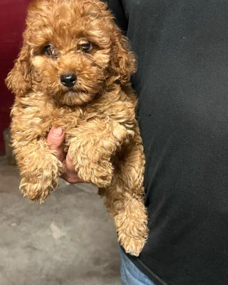 Bella Barbona (Barboncino Nano)