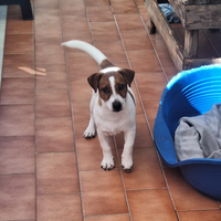 Cucciolo di jeck russel