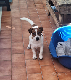 Cucciolo di jeck russel