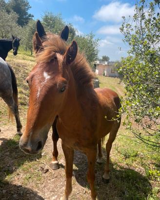 Cavallo
