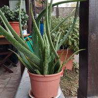 Pianta grassa Aloe Vera altezza cm. 55 + vaso
