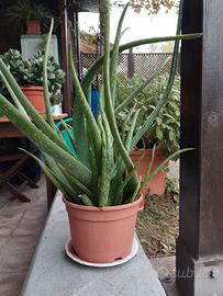 Pianta grassa Aloe Vera altezza cm. 55 + vaso