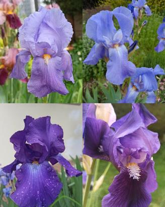 Iris Germanica rizome piante misti