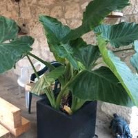 PIANTE di ALOCASIA ( orecchie d’elefante )