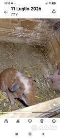 Skinny pig