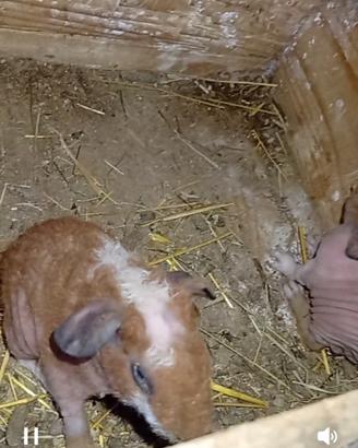 Skinny pig