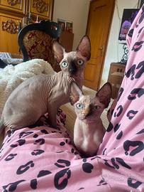 Gattine Sphynx