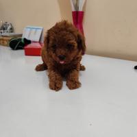 Barboncino Toy Toy Garantito Foto Reali 60 Giorni