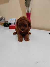 Barboncino Toy Toy Garantito Foto Reali 60 Giorni