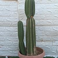 cactus cereus 