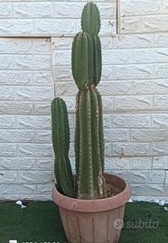 cactus cereus 
