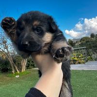 Cuccioli di pastore tedesco