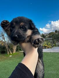 Cuccioli di pastore tedesco
