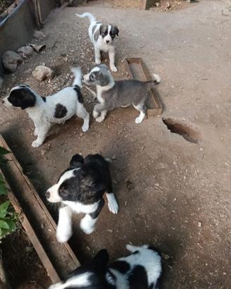 Cuccioli Pastore dell'Asia centrale