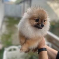 Volpini di Pomerania