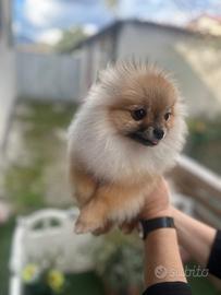 Volpini di Pomerania