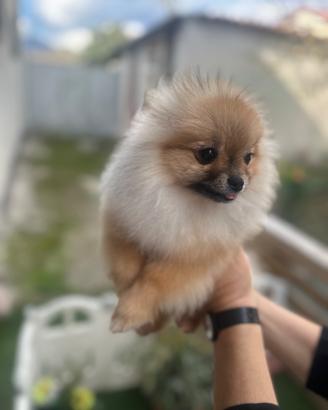 Volpini di Pomerania
