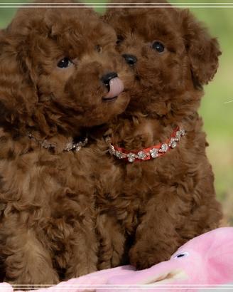 Barboncino Toy e Mini Toy