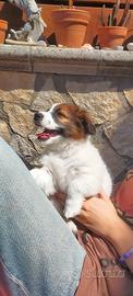 Cuccioli jack russel broken