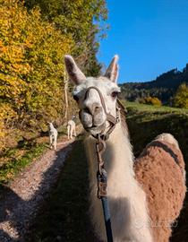 Lama femmina