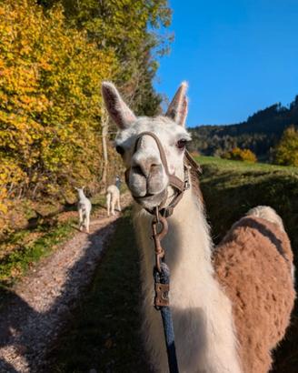 Lama femmina