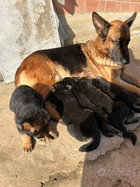 Cuccioli di pastore tedesco