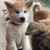 Cuccioli di akita Inu con pedigree