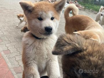 Cuccioli di akita Inu con pedigree