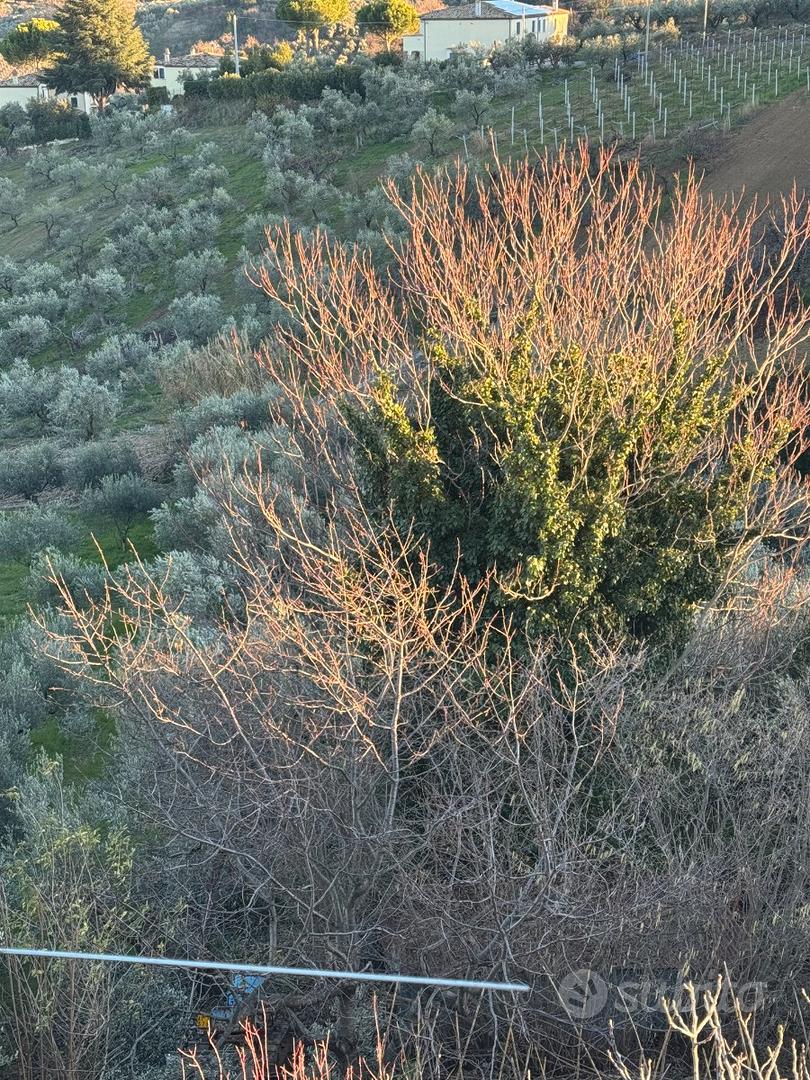 Terreno con piante di ulivi a Torrevecchia Teatina - View 4