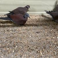 Tortore del tonchino Streptotelia tranquebarica