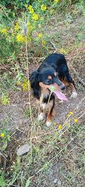 Breton/Setter