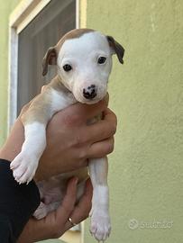 Cuccioli whippet con pedigree