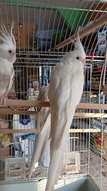 Calopsite allevati a mano