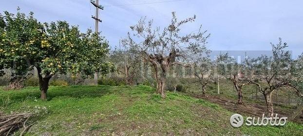 Terreno 1300 mq in parte edificabile Piedimonte - Vista 4