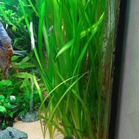 Vallisneria gigantea