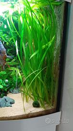 Vallisneria gigantea