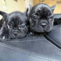 Cuccioli Bulldog Francese