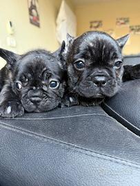 Cuccioli Bulldog Francese