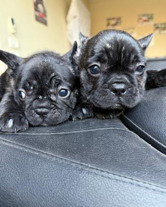 Cuccioli Bulldog Francese