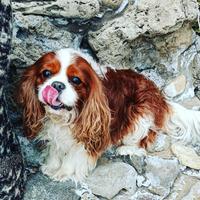 Coccole di Cavalier king