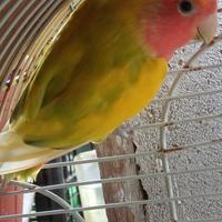 Inseparabili roseicollis